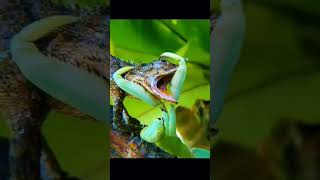 Lizard Looking For Food | Nat Geo WILD | How To Get Rid Of Lizards Effectively Catchmaster Lizar