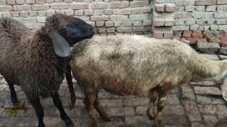 Pakistani sheep First Time sheep mating Goat video capture in camera 🐏🐏🐑🐑📸📸