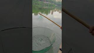 Fishing in jungle।#fishing #reels #fishinglife #reelsvideo #river #viralreelsシ #village #reelsfb