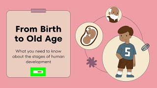 What are the areas of development in stages of human development? (#infant to #adulthood)