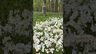 Lost in a magical Forest 🌳🤍 #daffodils #dream 🍃 @florariairis 🍃 @iriseventsconcept 🍃