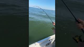 Doubled Up On Striped Bass! #stripedbass #fishing #shorts