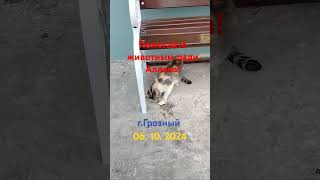 Грозненские коты..