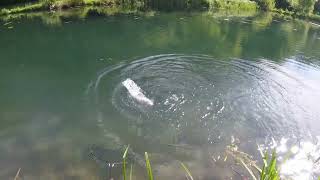 #Flyfishing Chalk Springs, Still water #flyfishing Shakespear Agility2 10ft 3wt fly rod.