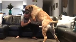 Boerboel Wants To Play #trending #boerboel #shortvideo