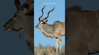 Amazing Kudu  antelope #nature #shorts