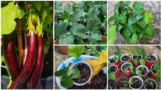 বেগুনের চারাগুলো টব পরিবর্তন করে দিলাম || How To Transplant Eggplant Seedlings || Shokher Bagan UK