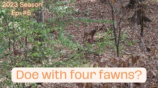 Bowhunting City Limits! ** Fawns bed down at 25 yards **