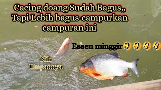 "Racikan cacing"Cacing nggak dimakan??Coba Campurkan ini"Umpan bawal harian paling jitu