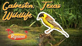 Galveston's Wildlife | Ryson Vacation Rentals