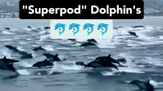 Huge pod of dolphins spotted off Laguna Beach | #dolphins  #lagunabeach #california @VirHut1419