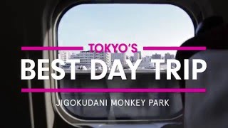 Tokyo's Best Day Trip - Jigokudani Monkey Park