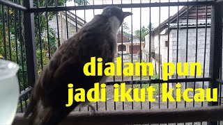 Suara kutilang jantan memanggil betina