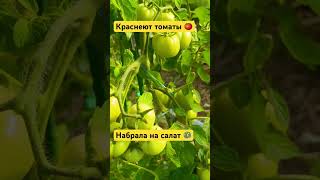 Начали краснеть томаты. Первый салат 🥗 #дача #огород #тульскийфермер #влог #овощи #томаты