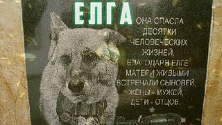 ЕЛГА - СОБАКА ГЕРОЙ