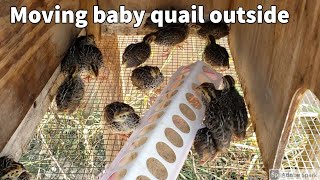 Coturnix Quail moving outside