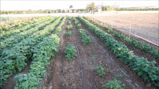 en la huerta con Pedro Zamorano "Churritita"