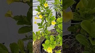 yellow mandilla vine