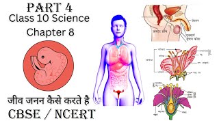 std 10 science ch 8 |class 10 science ch 8 in hindi | जीव जनन कैसे करते हैं? | class 10 science ch 8