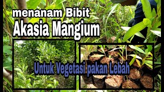 Menanam Bibit Akasia mangium hasil dongkelan |  Vegetasi pakan lebah | Stingless Bee