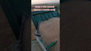 Бункер полный, КАМАЗа нет #farming #agriculture #agro #механизатор #сельскоехозяйство