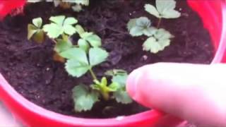 Balcony Tour: Organic Vegetable Garden