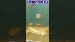 Planted Monster fish tank || small pond fish farming || @MaserKhamar #aquarium #youtubeshorts