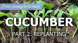 Cucumber from sowing to harvest - Replanting