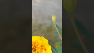 Common marigold flowers || Home Gardening | #flowers #gardening #youtubeshorts