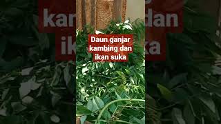 daun Ganjar kambing dan ikan suka #ciri2 #kambing shortvidio