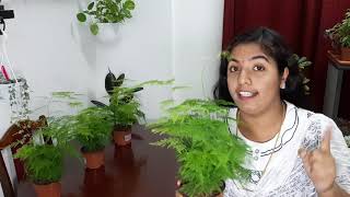 Asparagus fern or evergreen plant care (malayalam)