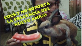 COCKY NO SOPORTA TENER AMIGOS EN CASA/ CASI LE MUERDE AL CONEJO