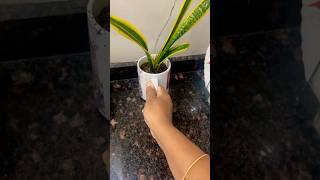 Natural purifier for my kitchen 🪴#shorts #youtubeshorts #plants #trending #viralvideo #foryou