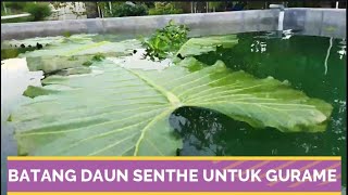 CARA BUDIDAYA IKAN GURAME DI KOLAM BETON || BATANG DAUN SENTHE UNTUK GURAME