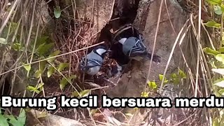 Sepasang burung gelatik batu merawat anaknya di alam liar