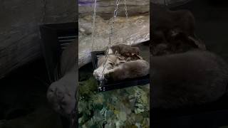 Otters Relaxing at Aquaria Phuket Thailand #shorts #otter #relaxing #phuket #thailand #ytshorts #นาก