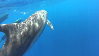 Grands Dauphins , dolphins à la  Réunion