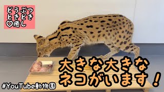 バルくんのお食事風景／どうぶつ♡ときどき癒し［YouTube動物園］#サーバルキャット