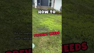 Preventing LawnWeeds in the Fall #shorts #lawn