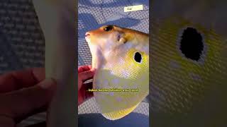 THREETOOTH PUFFERFISH IKAN BUNTAL YANG TIDAK BIASA #shorts