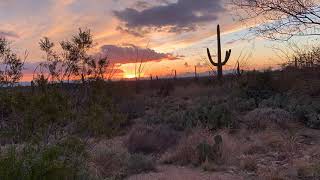 Sunset at Saguaro National Park in Tucson Arizona