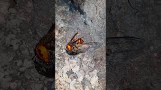 (6) [자막] 말매미를 경단화하는 장수말벌 スジアカクマゼミの肉団子を作るオオスズメバチ Asian Giant Hornet preys on a Cicada