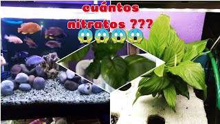 Test de nitratos al acuario y sistema de Acuaponia