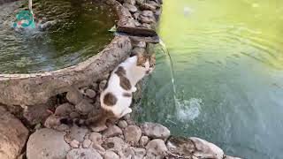 Сats drink from a fountain