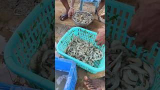 Fishing at Pulicat Lake | Fresh Prawns | Fish #nihanthsvlog#shorts#fishing#lake#chennai#tamilnadu