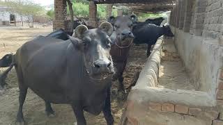 top class baani buffalo