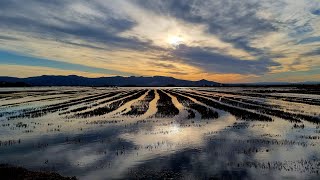 Cicloturismo: Dénia - Oliva - Gandía - Sueca - Cullera - Albufera - Oliva -  Dénia  (2023 Diciembre)