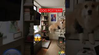 MIRA!!! 👀 El perro BRUJO ataca de NUEVO!!! #short #shorts #viral #perro #harrypotter #dog