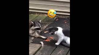 The cat tries to hit him so that he doesn't eat with them.😂please my friends do👍🏼🔔🔄