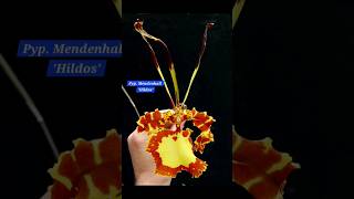 Pyp. Mendenhall 'Hildos' ₹1749 #orchid #plants #trending #shorts #reels #viral